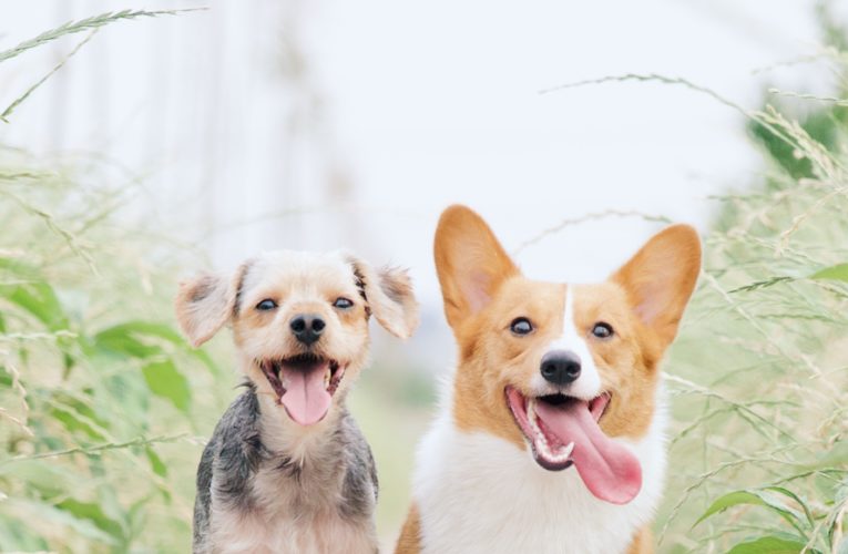 Preventing Home Dog Fights in Brock Junction